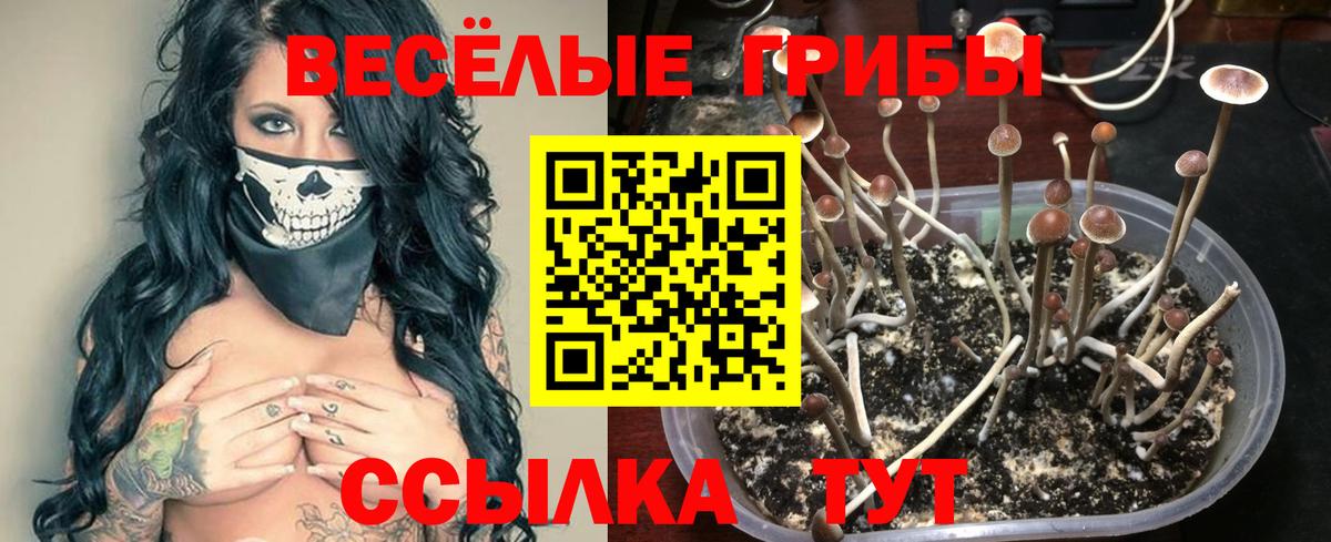 Псилоцибиновые грибы Psilocybine cubensis  Псилоцибиновые грибы ЛСД  Новокузнецк  Вход с VPN 